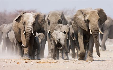 Herd of Elephants