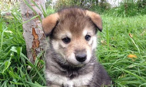 Wolf Hybrid Puppies Adoption : Must see - white german shepherd ...