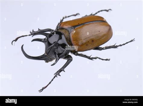 5-Horned Rhinoceros Beetle Stock Photo - Alamy