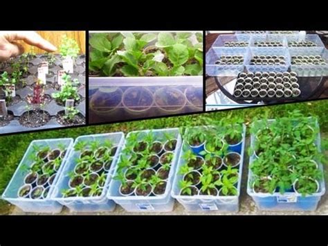 Starting Vegetable Seeds Tomato How to plant from seed grow square foot ...