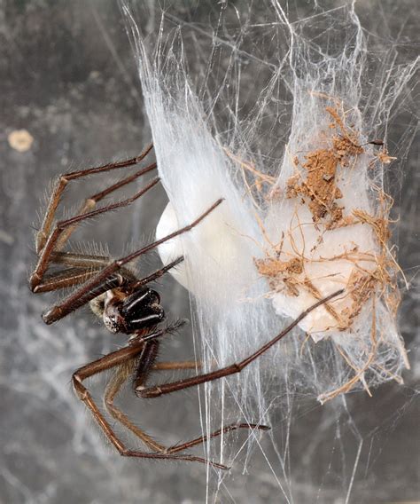 giant house spider bite - Sanjuana Lai