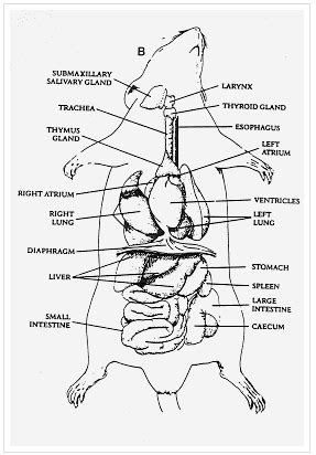 Mouse Anatomy Diagram