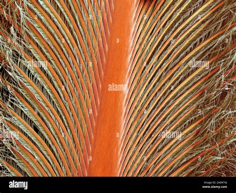 Penguin feather, coloured scanning electron micrograph (SEM). The ...