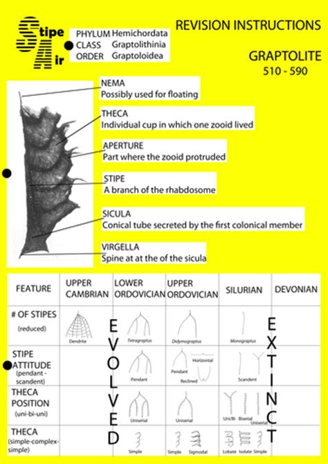 Graptolite Poster | Teaching Resources