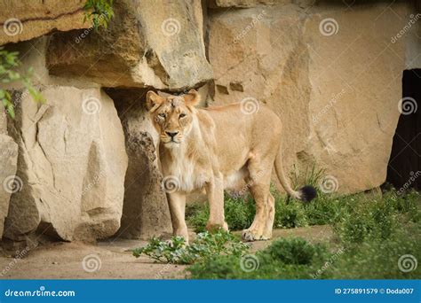 Lion in Zoo Habitat in the Czech Republic. Stock Image - Image of ...