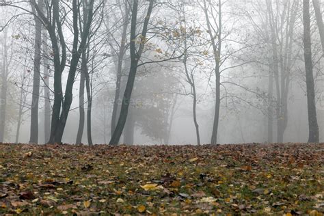 Autumn forest, fog 9671962 Stock Photo at Vecteezy