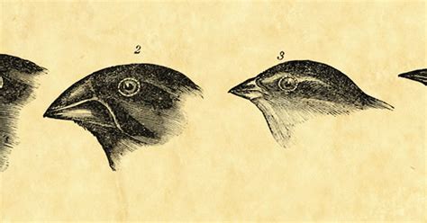 Does Natural Selection . . . Slow Down Evolution? | Answers in Genesis