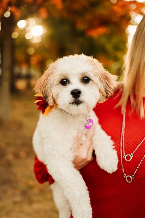 Photo Gallery: Beautiful Shih Poo Pictures - Premier Pups