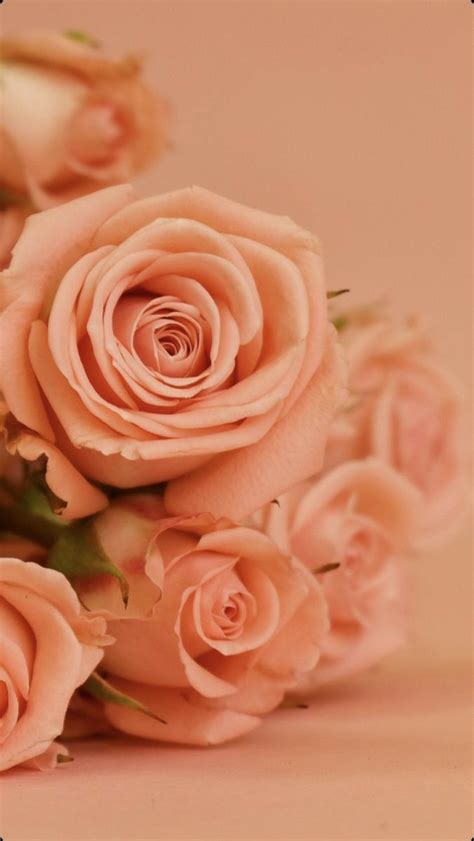 Peach Rose Wallpapers - 4k, HD Peach Rose Backgrounds on WallpaperBat