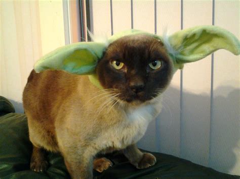 Yoda Cat | MyConfinedSpace