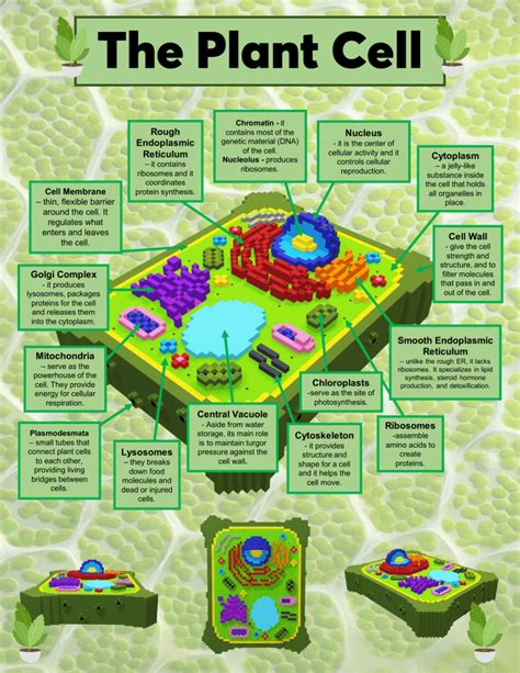 Functions Of Plant Cell Parts