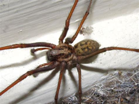 Hobo Spider Vs Giant House Spider