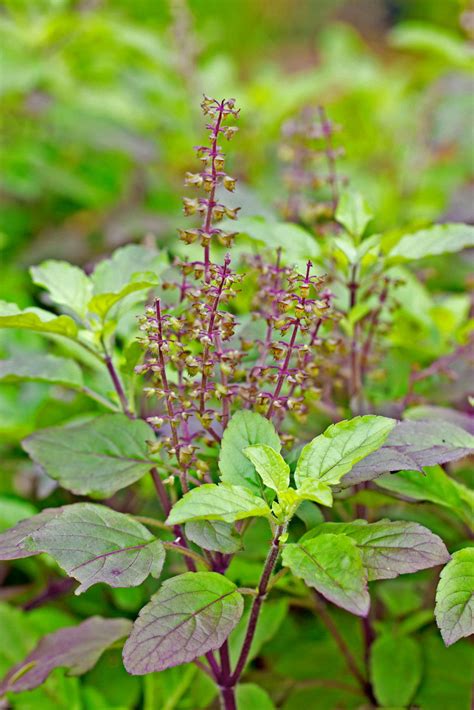 Holy basil | Description, Uses, Tulsi, Religious Significance, & Facts ...