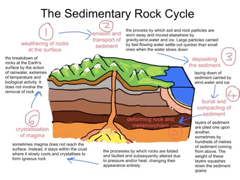 Sedimentary rocks Diagram | Quizlet