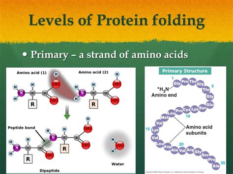 PPT - Protein Synthesis and Protein Folding PowerPoint Presentation ...