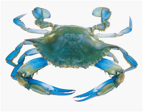 Blue Crab SVG