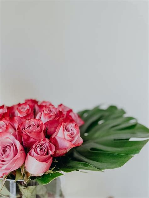 Roses Bouquet on White Background · Free Stock Photo