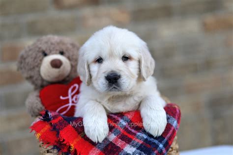 Skipper - My Golden Retriever Puppies