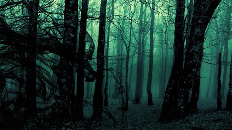 forest, Green, Trees, Dark Wallpapers HD / Desktop and Mobile Backgrounds