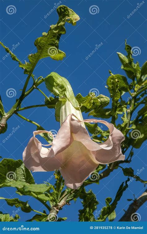 Pink Angel Trumpet Tree Flower Against Blue Sky Stock Photo - Image of ...