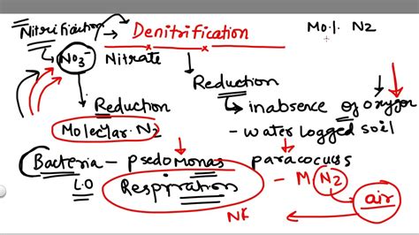 Denitrification Equation