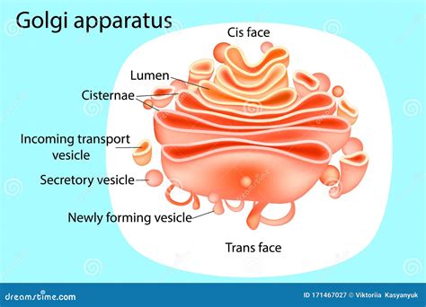 Golgi Apparatus Cartoon Drawing