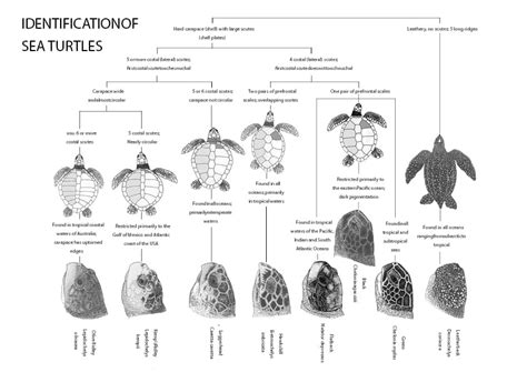 Identification - Sea Turtles of India