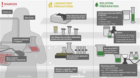 Total RNA Extraction & Purification | NEB