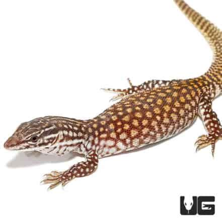 Baby Red Ackie Monitor - Underground Reptiles