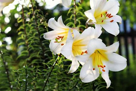 White Lilies: Meaning, Symbolism, And Proper Occasions A-Z, 50% OFF