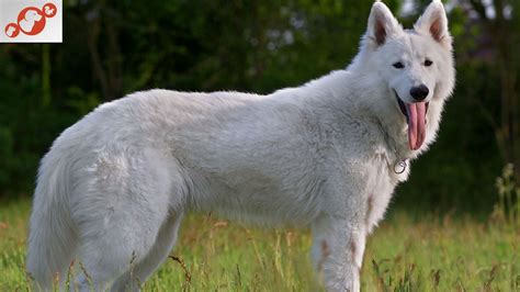 🐕 Swiss Shepherd Dogs – Pics and Traits of The Swiss Shepherd Dog!