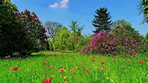 Grass and Flowers Wallpapers - Top Free Grass and Flowers Backgrounds ...