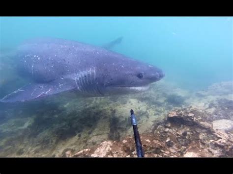 Spearfishing Shark Encounter - YouTube