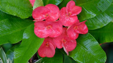 How To Grow And Care For A Crown Of Thorns Plant