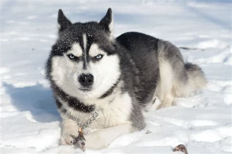 500 Unique Blue Eyed Dog Names You Haven't Heard Before