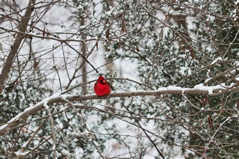 Cardinal Bird Winter - Free photo on Pixabay - Pixabay