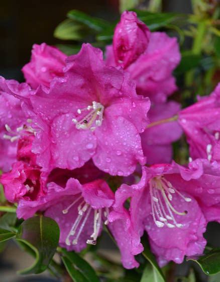 Why Rhododendrons Fail to Grow and Two Super Hardy Rhododendrons for ...