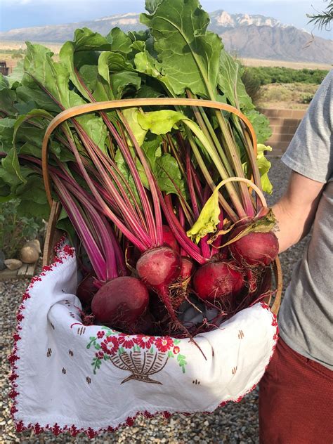 My First Successful Beet Harvest! : gardening