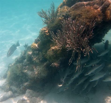 Snorkeling Dry Tortugas National Park - Best Near Key West