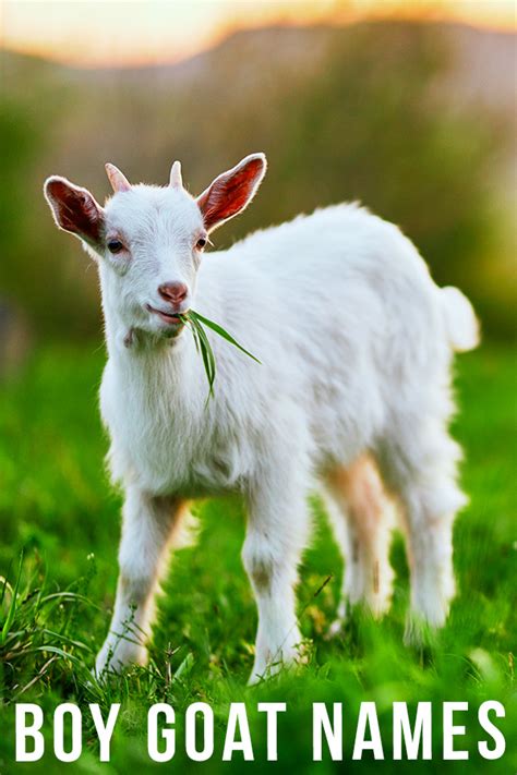 Boy Goat Names - 200 Ideas For Your New Male Goat