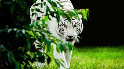 White Tiger Wallpapers - Top Free White Tiger Backgrounds - WallpaperAccess