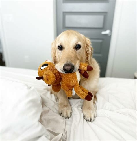 Training For Your Golden Retriever - Golden Retrievered