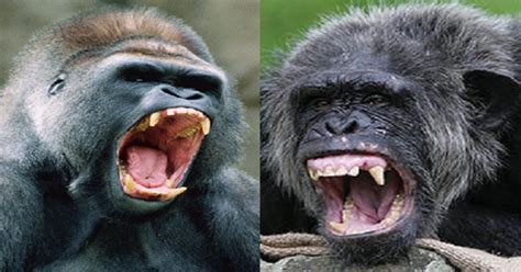 Wild Animals Life: Chimpanzee vs Gorilla fights and facts