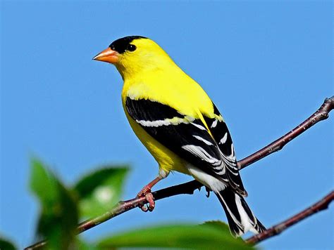 American Goldfinch Photograph by Rodney Campbell | Pixels