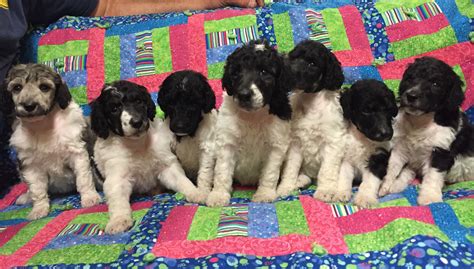 Awesome Parti Poodle Puppies For Sale