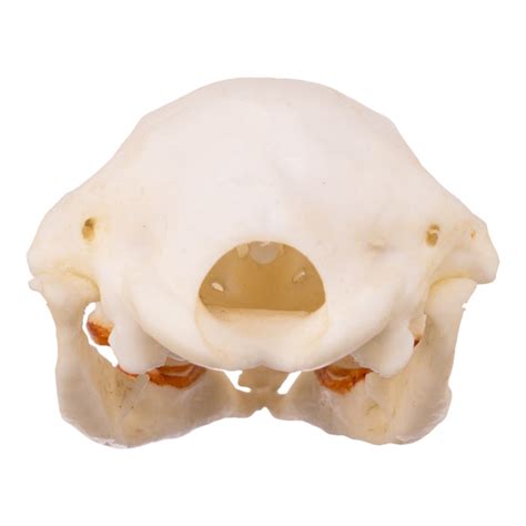 Replica Platypus Skull - Male — Skulls Unlimited International, Inc.