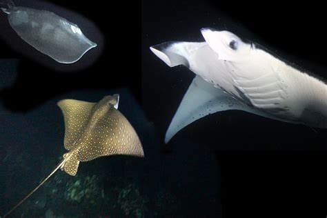 The Difference Between Eagle Rays, Stingrays and Manta Rays