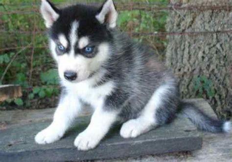 Husky Wolf Mix For Sale | 1001doggy.com