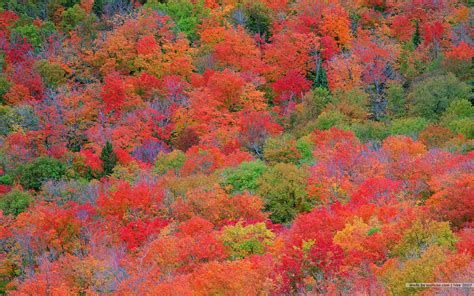 Fall Colors Wallpaper Backgrounds - Wallpaper Cave