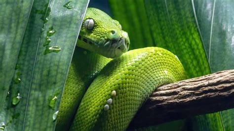 Burmese Python Snake Facts - Snakesofland.com